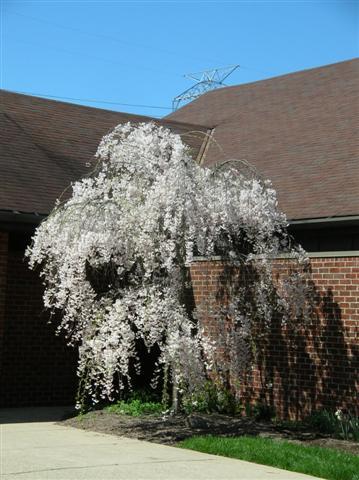 Weeping Cherry tree